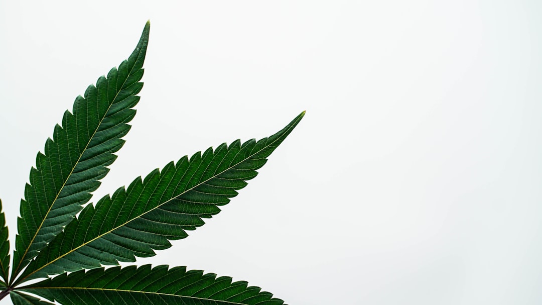 Photo Cannabis leaf