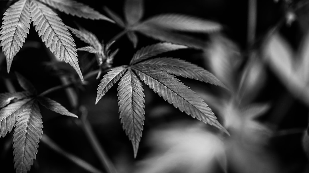 Photo Marijuana leaf