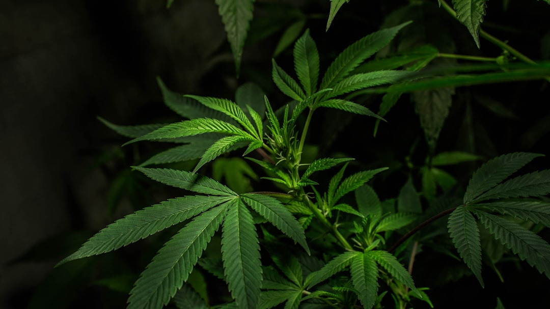 Photo Cannabis plant